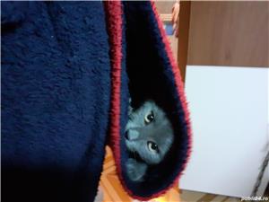 Albastru de Rusia  - imagine 2 Albastru de Rusia  - imagine 2