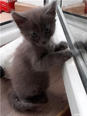 Albastru de Rusia  - imagine 4 Albastru de Rusia  - imagine 4