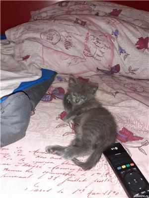 Albastru de Rusia  - imagine 3 Albastru de Rusia  - imagine 3