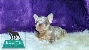 Bulldog Francez - Ellite Kennel, Lilac Merle Tan, Blue Merle Tan, Lilac Tan Isabella carrier - sale  - imagine 9
