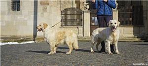 Pui golden retriever cu pedigree!(nu labrador,beagle,ciobanesc) - imagine 4