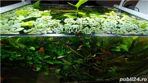 de vanzare - planta acvariu plutitoare, destul de rara - Salvinia Cucullata  - imagine 2