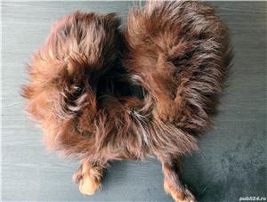 Vand guler de vulpe impecabil - imagine 2