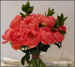 bujor rosu cu Florile uriase si parfumate- planta la ghiveci