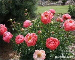 oferta 3 bujori hibrizi parfumati 3 culori rosu alb roz