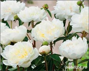 Bujor hybrid Ducesse de Nemours -flori mari, de o nuanță splendidă de alb, pur, imaculat, parfumate