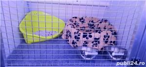 Transport Caini si Pisici Autorizat din Romania catre Anglia - imagine 5