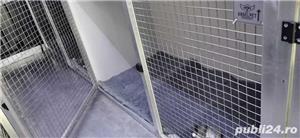 Transport Caini si Pisici Autorizat din Romania catre Anglia - imagine 7