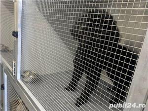 Transport Caini si Pisici Autorizat din Romania catre Anglia - imagine 3