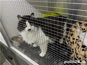 Transport Caini si Pisici Autorizat din Romania catre Anglia - imagine 6