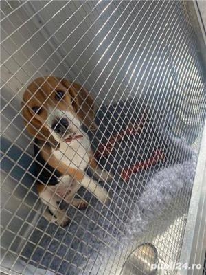 Transport Caini si Pisici Autorizat din Romania catre Anglia - imagine 4