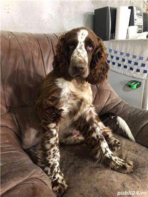 english springer spaniel - imagine 2