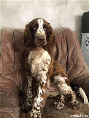 english springer spaniel - imagine 5