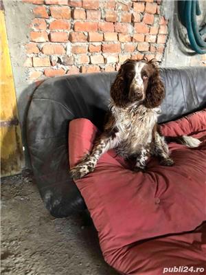 english springer spaniel - imagine 3
