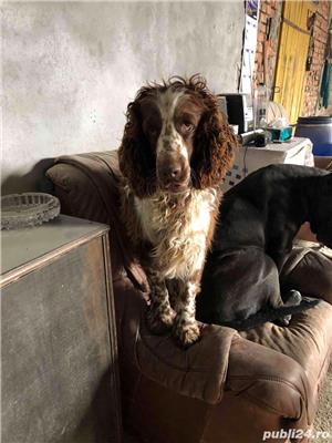 english springer spaniel