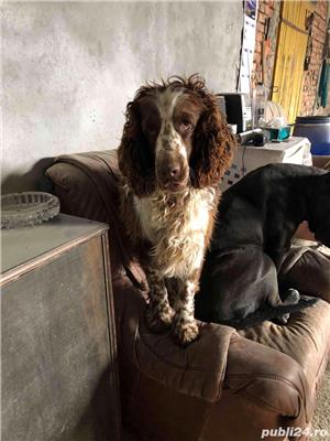 english springer spaniel - imagine 1