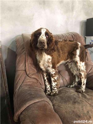 english springer spaniel - imagine 6