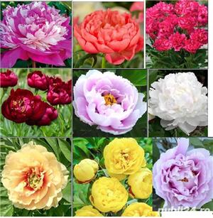 bujor  hibrid LILA - imagine 2