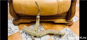 Lemne pentru acvariu - imagine 4