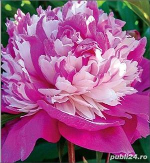 bujor  hibrid LILA - imagine 8