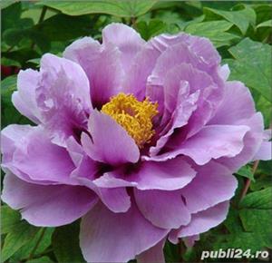 bujor  hibrid LILA - imagine 7