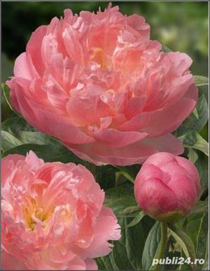 bujor  hibrid LILA - imagine 9