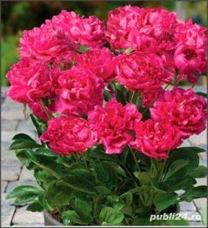 bujor  hibrid LILA - imagine 10