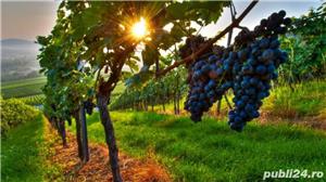 Viin din Vita Nobila - Cabernet Sauvignon - imagine 3