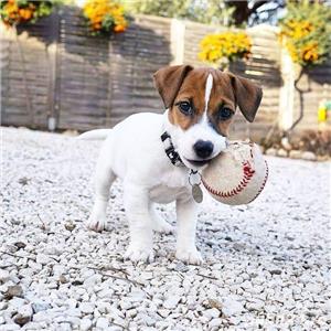Jack Russel Terrier, genetica pura, asiguram transport si in tara