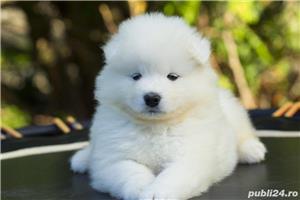 Samoyed, genetica pura, asiguram transport in tara - imagine 5