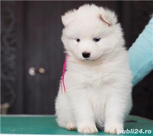 Samoyed, genetica pura, asiguram transport in tara - imagine 2