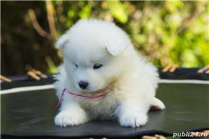 Samoyed, genetica pura, asiguram transport in tara - imagine 4