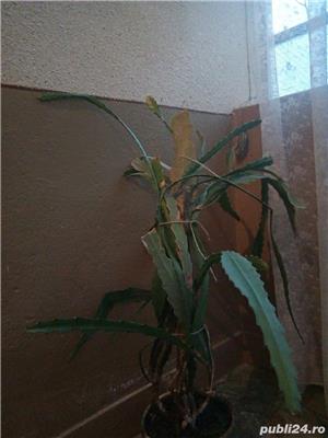 Magnolia, limba soacrei - imagine 10