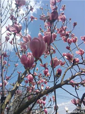 Magnolia, limba soacrei - imagine 2