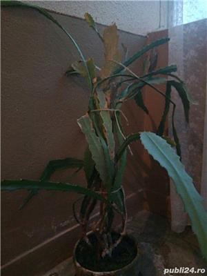 Magnolia, limba soacrei - imagine 9