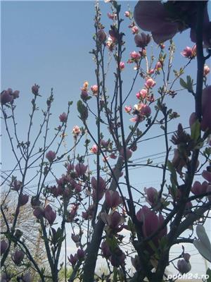 Magnolia, limba soacrei - imagine 4