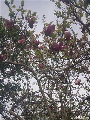 Magnolia, limba soacrei - imagine 8