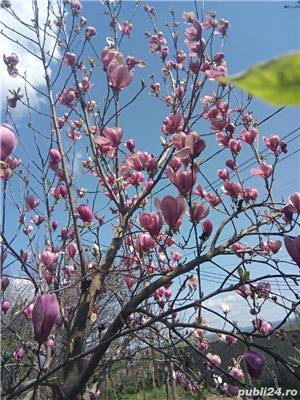 Magnolia, limba soacrei - imagine 5