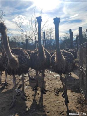 Struti de vanzare  - imagine 3