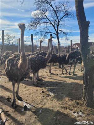 Struti de vanzare  - imagine 2