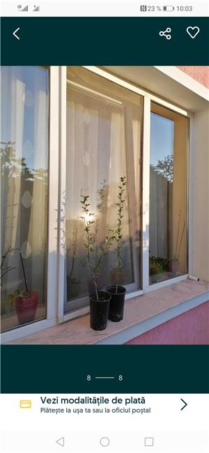 Lămâi de grădină, rezistent la iarnă.  - imagine 8