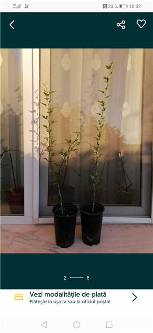 Lămâi de grădină, rezistent la iarnă.  - imagine 5