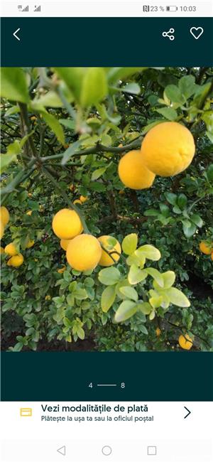 Lămâi de grădină, rezistent la iarnă.  - imagine 6