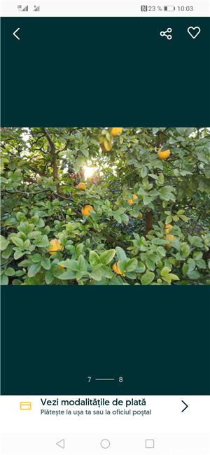 Lămâi de grădină, rezistent la iarnă.  - imagine 3