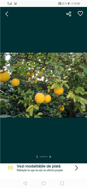 Lămâi de grădină, rezistent la iarnă.  - imagine 7