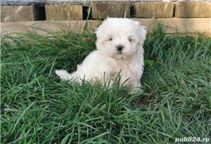 Bichon Maltez talie Mini Toy, genetică deosebita, 2 luni, vaccin, deparazitare  - imagine 3