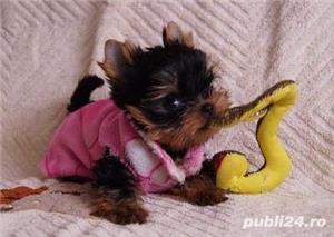 Yorkshire Terrier talie Mini Toy, 2 luni, genetică superioară a cățeilor  - imagine 2