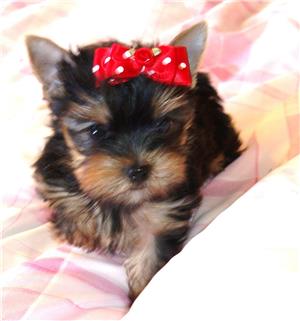 Yorkshire Terrier, linie Teacup, factura fiscala, garantie, transport in tara - imagine 1