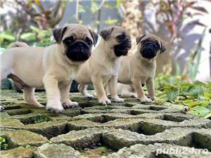 Mops - furnizor autorizat - transport autorizat la nivel național  - imagine 3