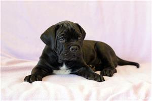 Cane Corso talie mare, negri si albastri